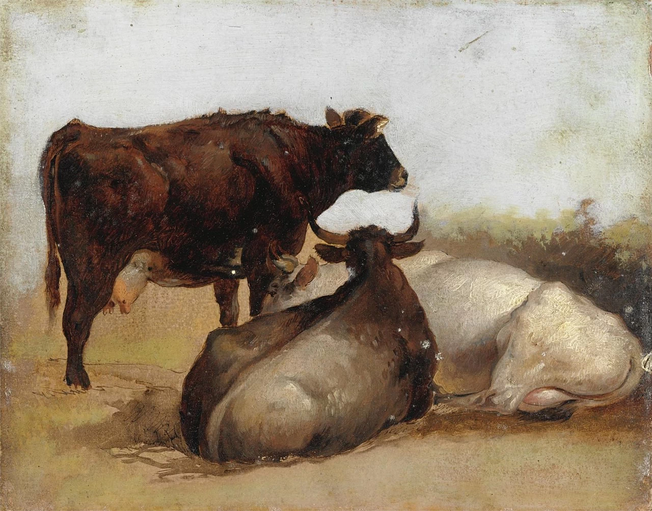 Studio di animali
